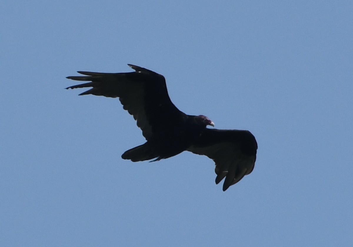 Turkey Vulture - ML642311486