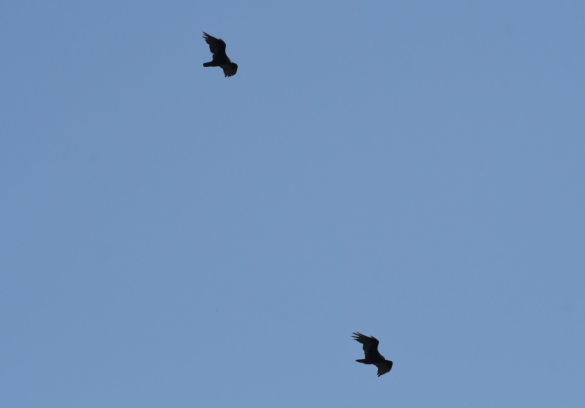 Turkey Vulture - ML642311487