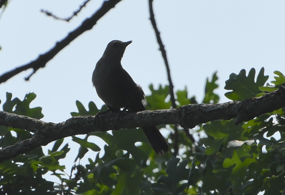 Gray Catbird - ML642311495