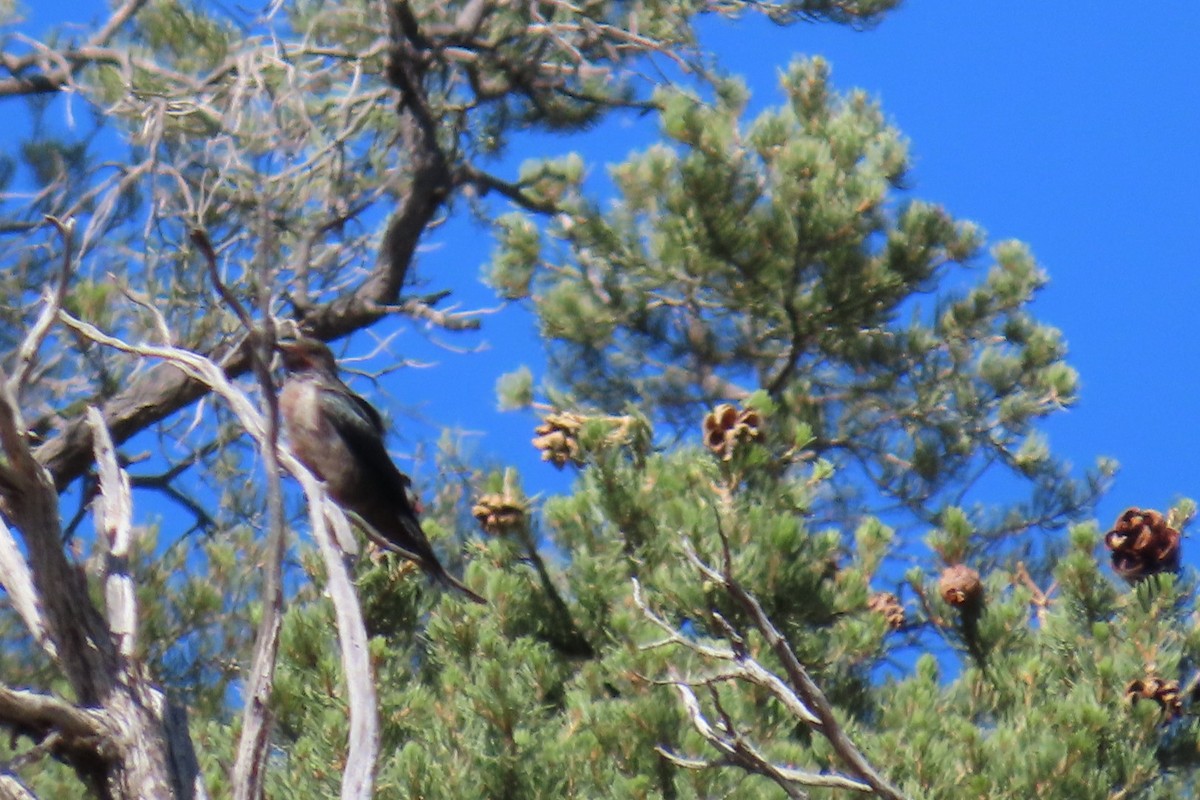 Lewis's Woodpecker - ML642311509