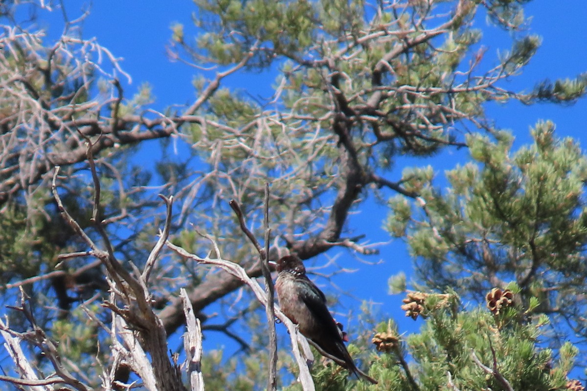 Lewis's Woodpecker - ML642311510