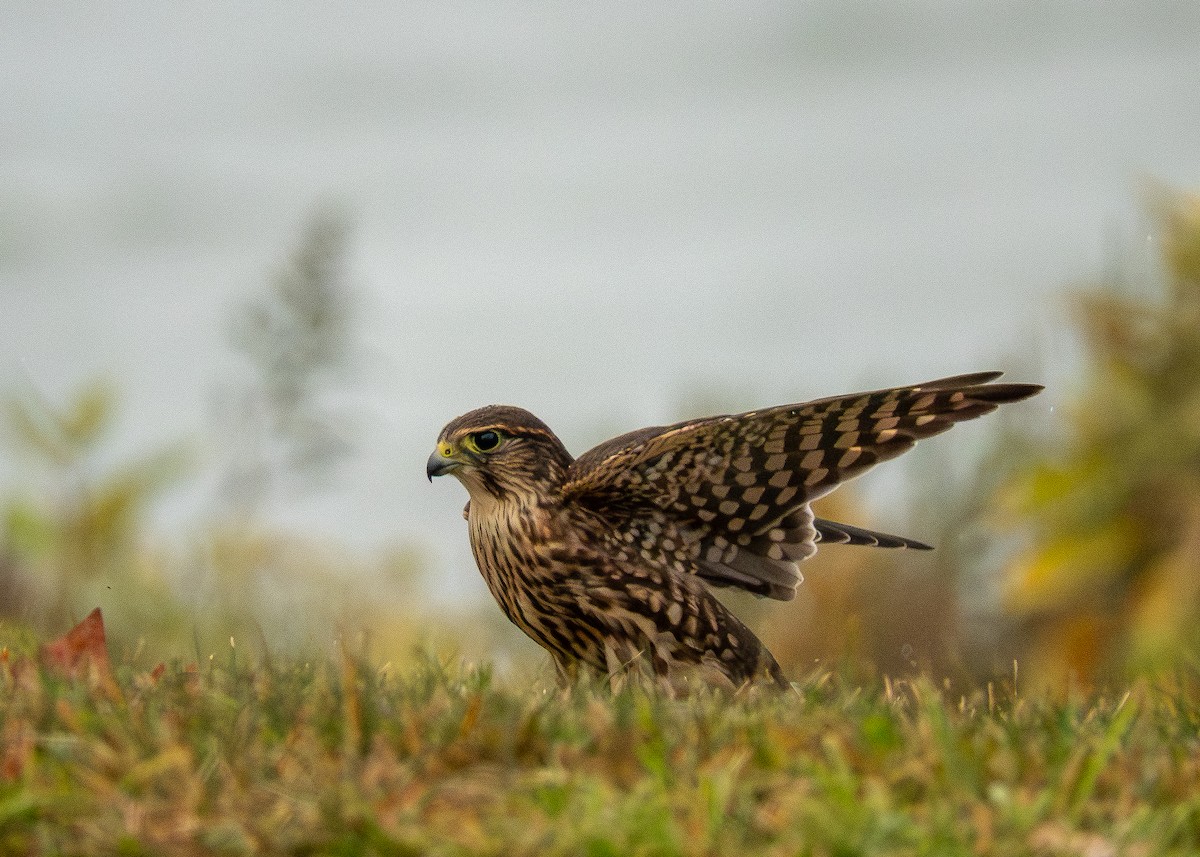 dvergfalk - ML642311516