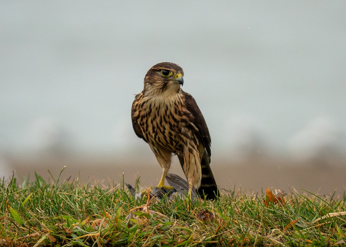 dvergfalk - ML642311517