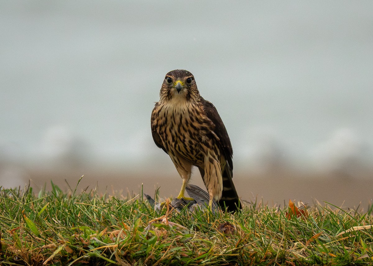 dvergfalk - ML642311519