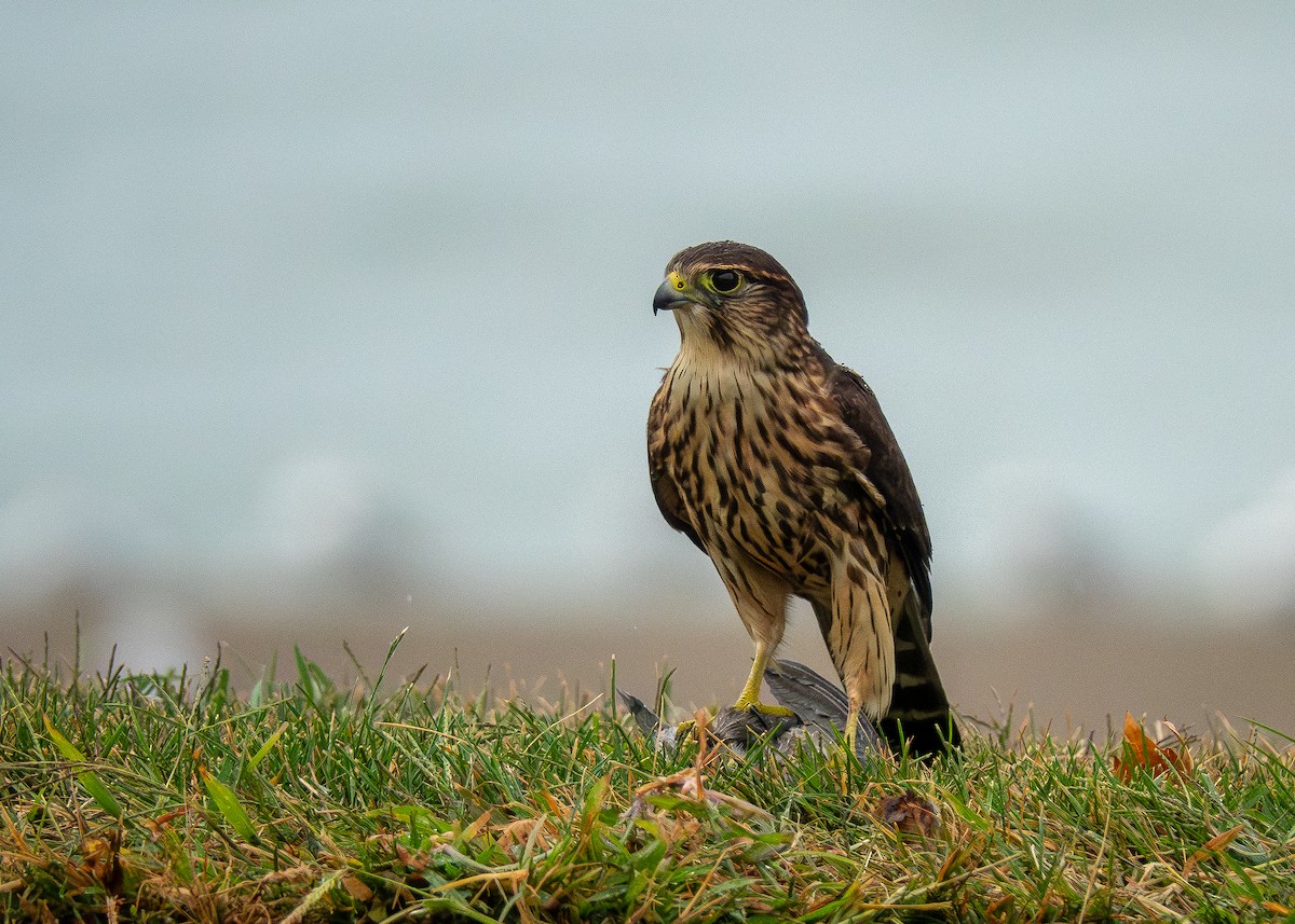 dvergfalk - ML642311520