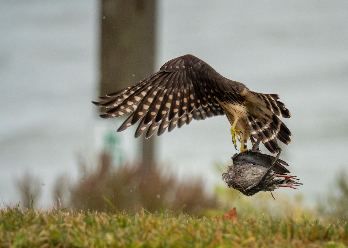 dvergfalk - ML642311521