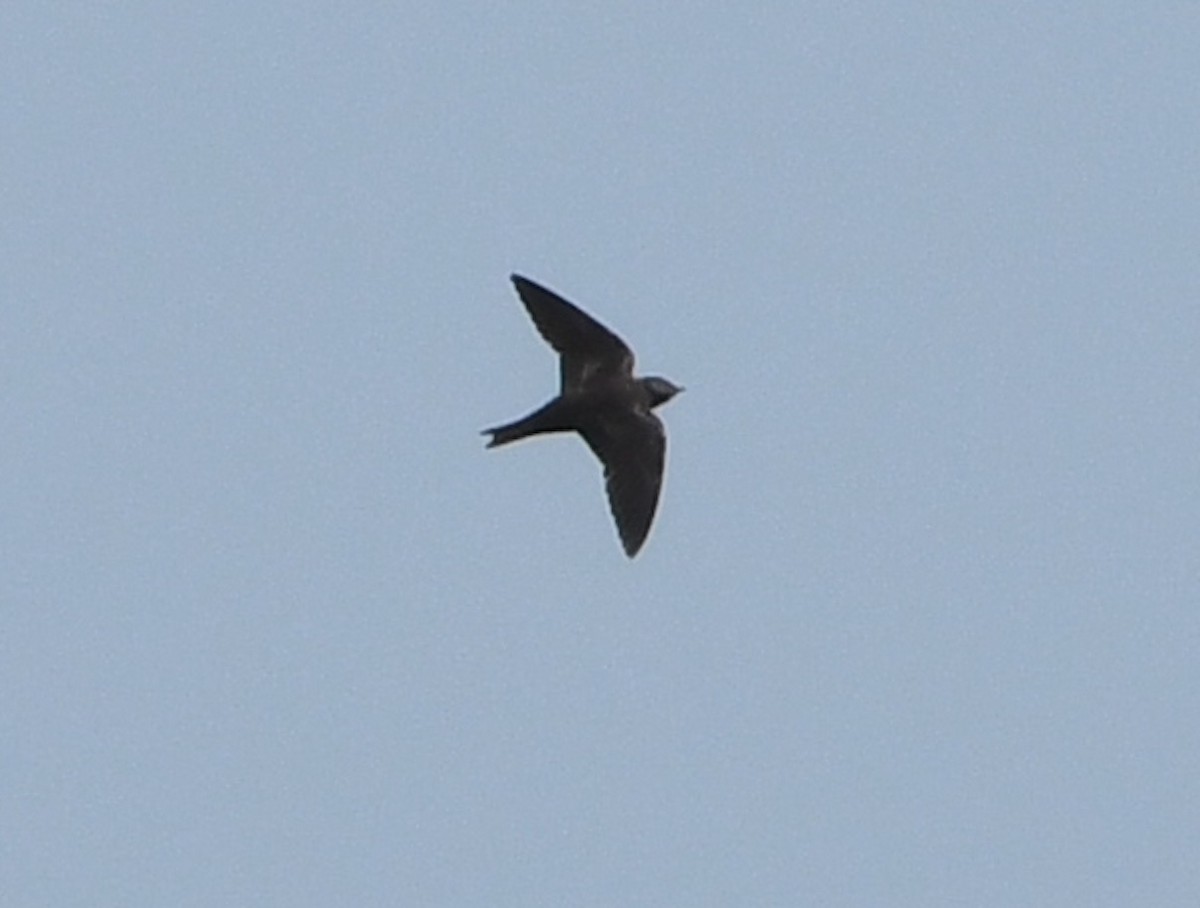 Purple Martin - ML642311525