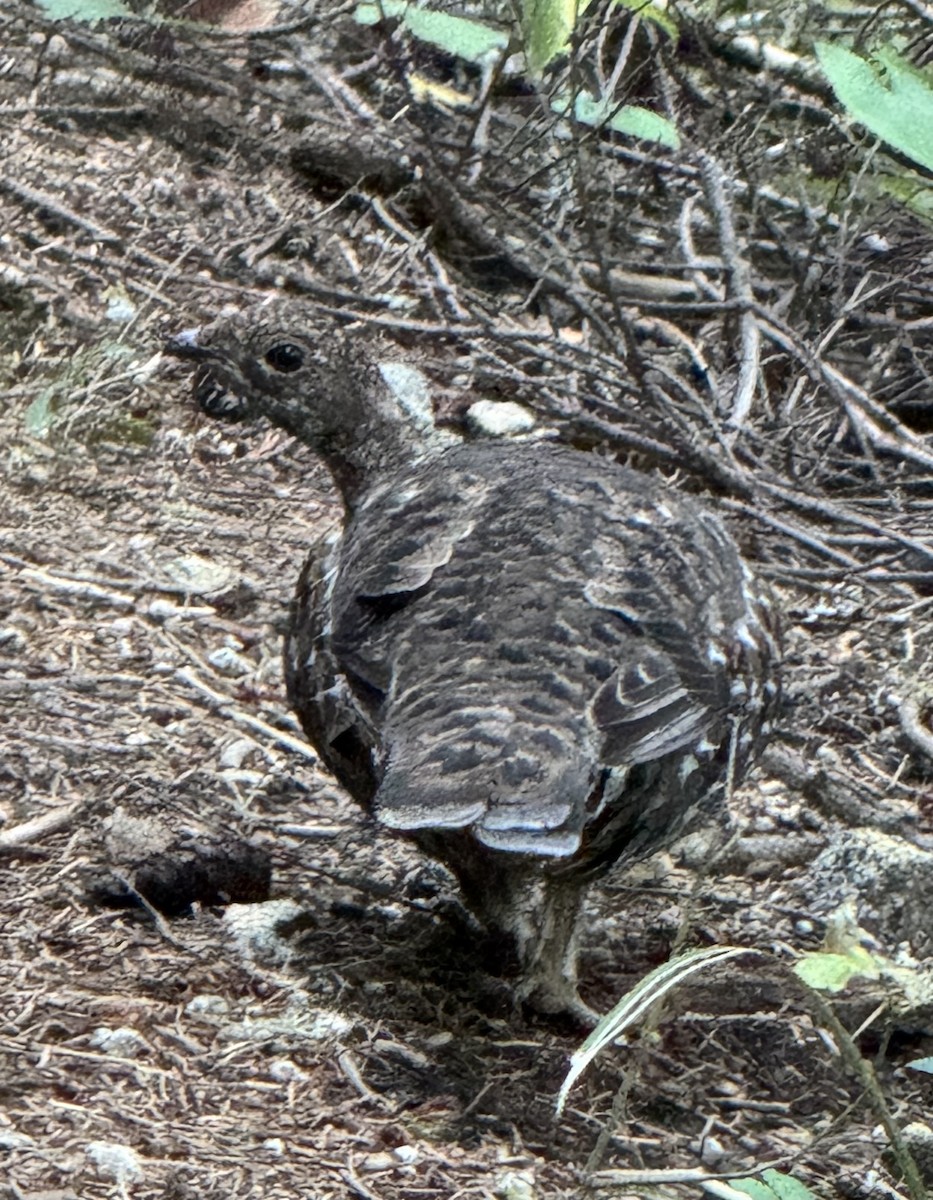 Sooty Grouse - ML642311549