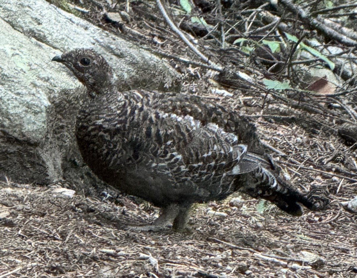 Sooty Grouse - ML642311550
