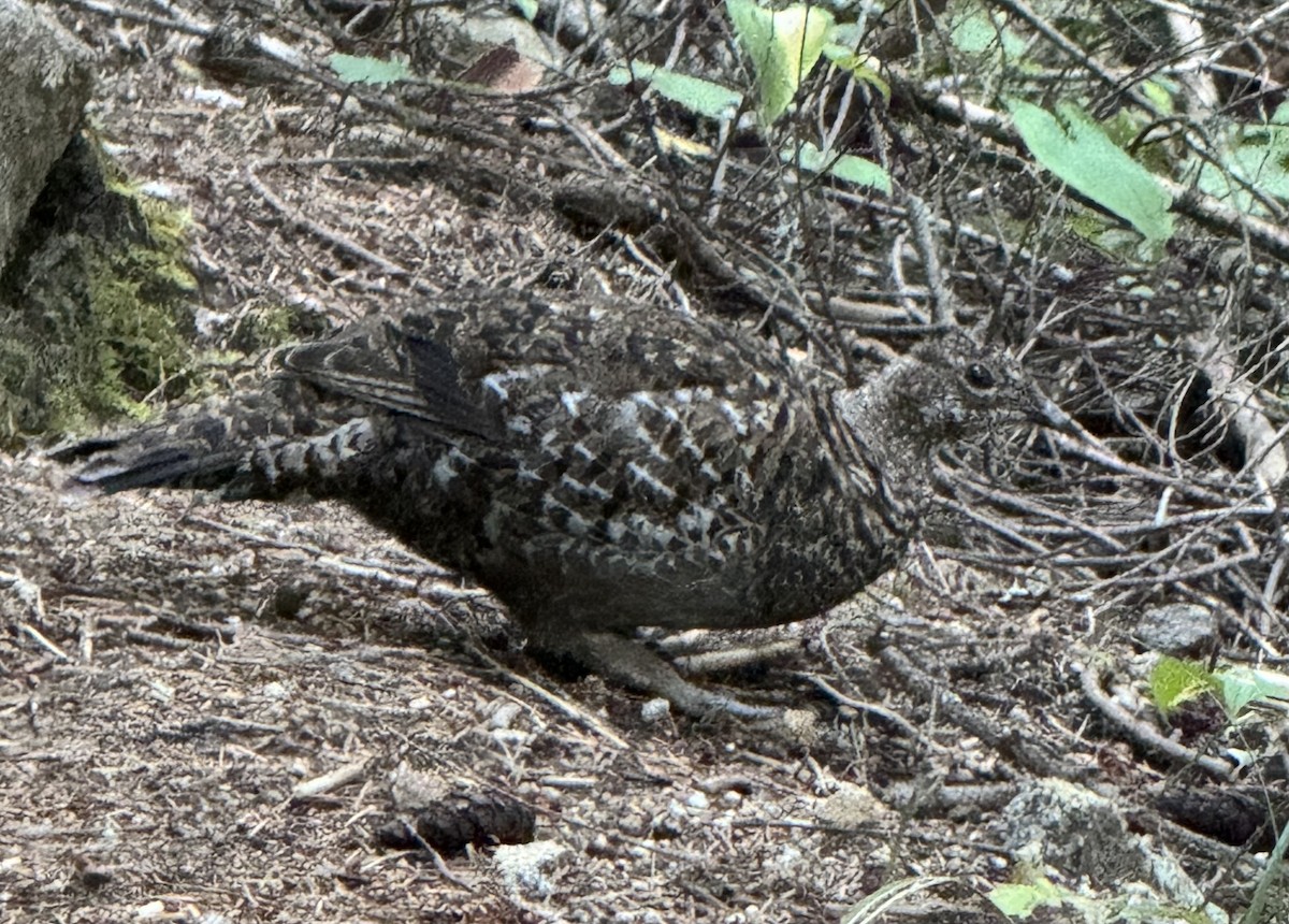 Sooty Grouse - ML642311551