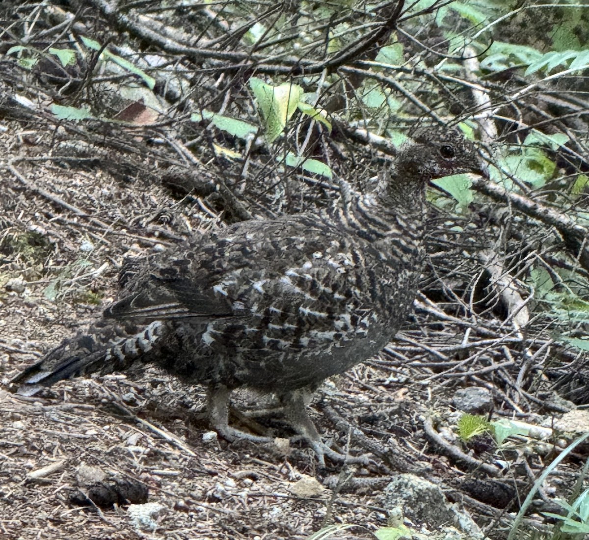 Sooty Grouse - ML642311552