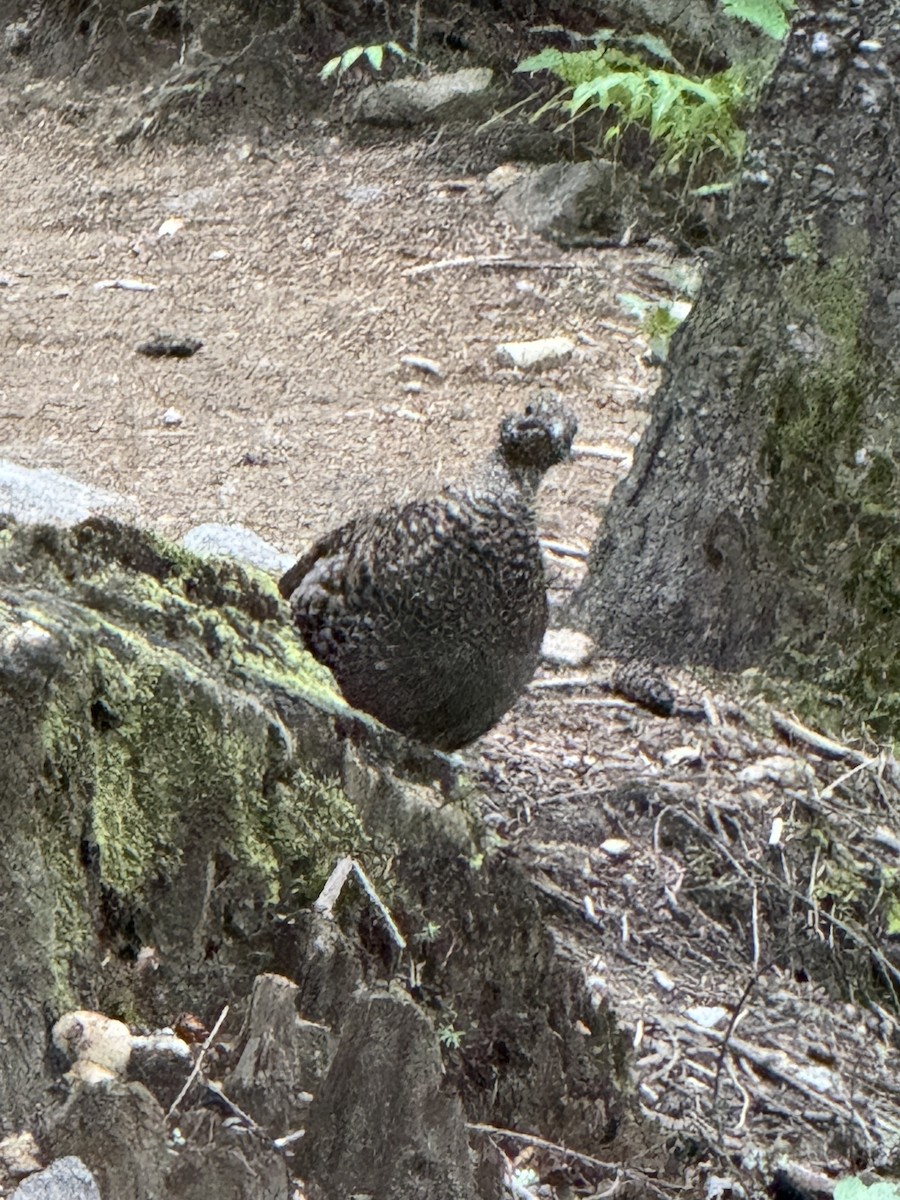Sooty Grouse - ML642311553