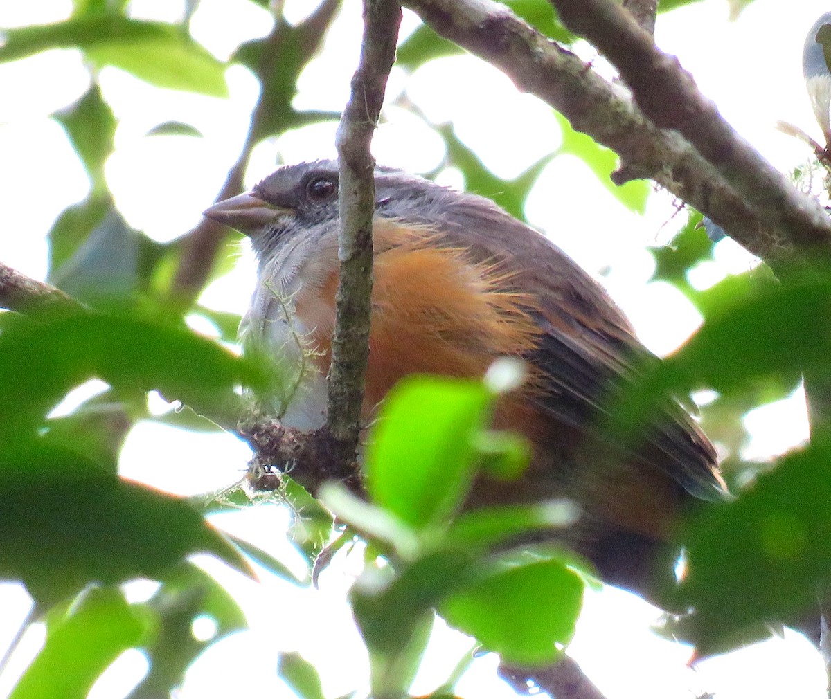 Gray-throated Warbling Finch - ML642311554