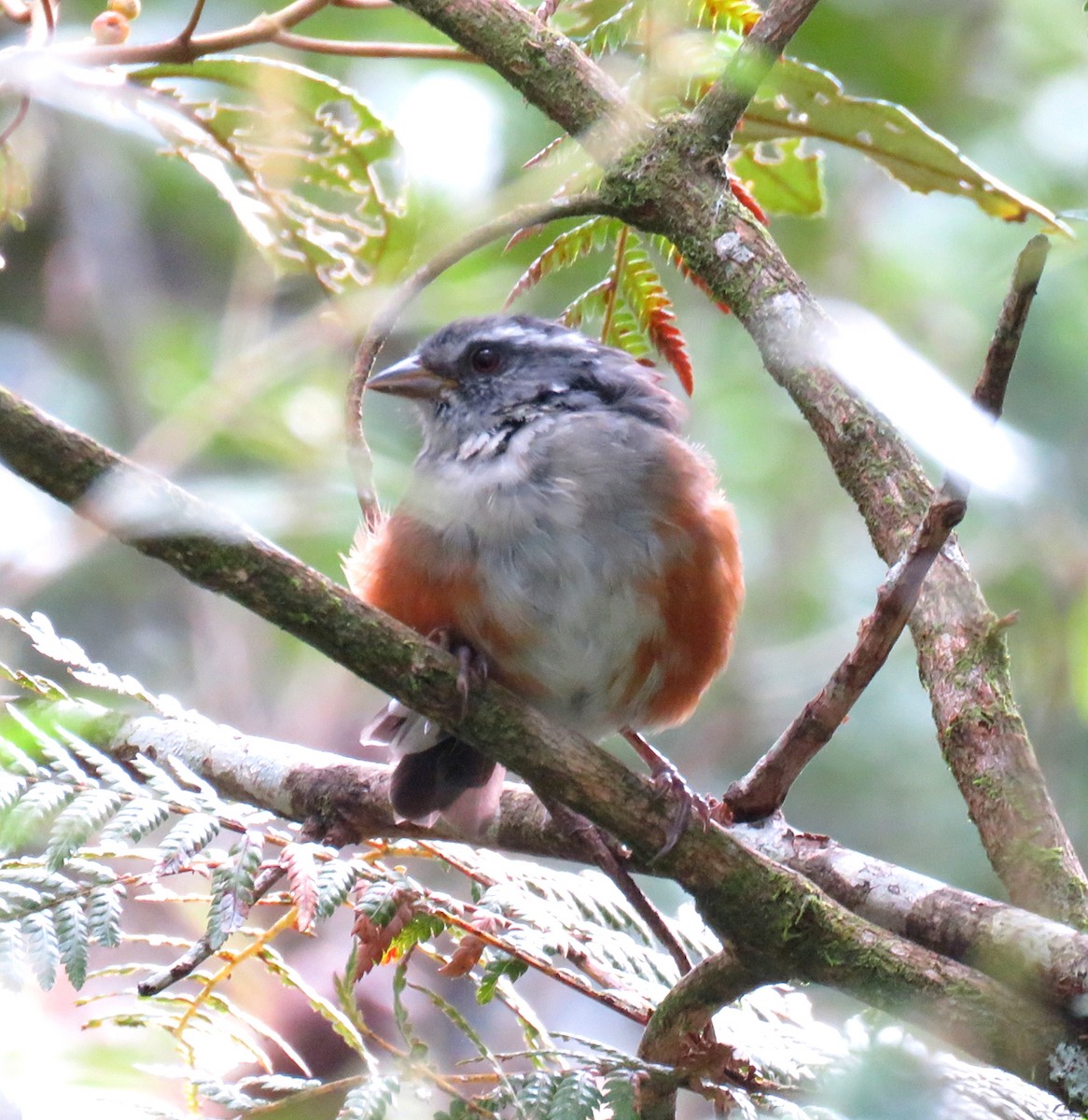 Gray-throated Warbling Finch - ML642311555