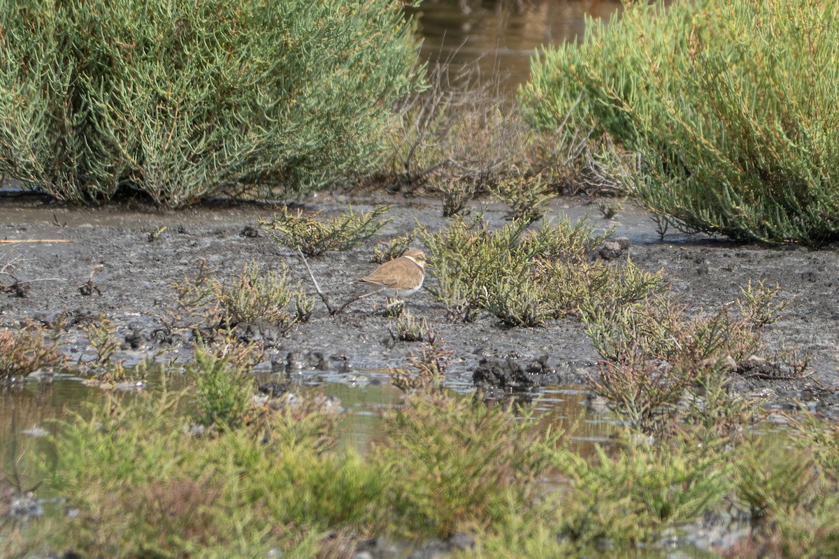Little Ringed Plover - ML642311561