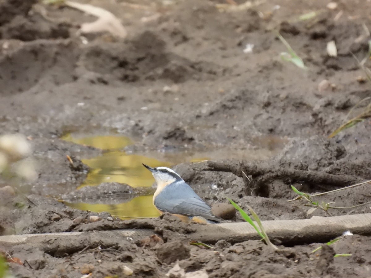 Red-breasted Nuthatch - ML642311562