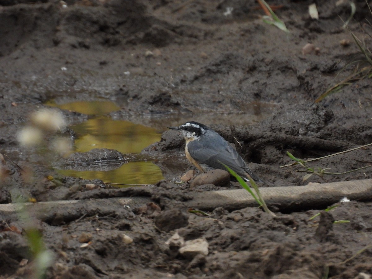 Red-breasted Nuthatch - ML642311563