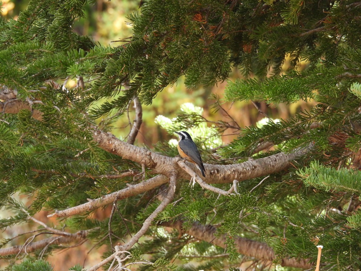 Red-breasted Nuthatch - ML642311564