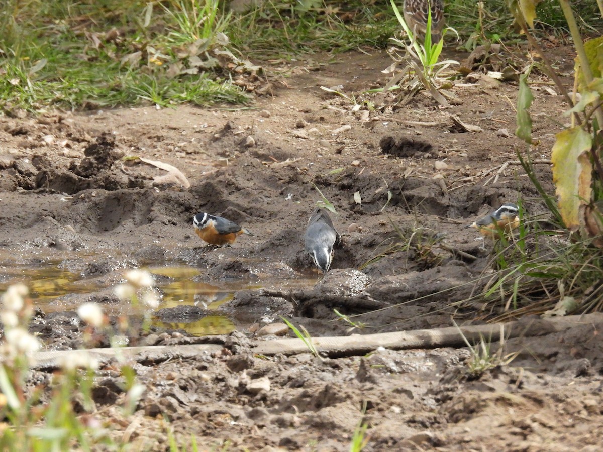 Red-breasted Nuthatch - ML642311565