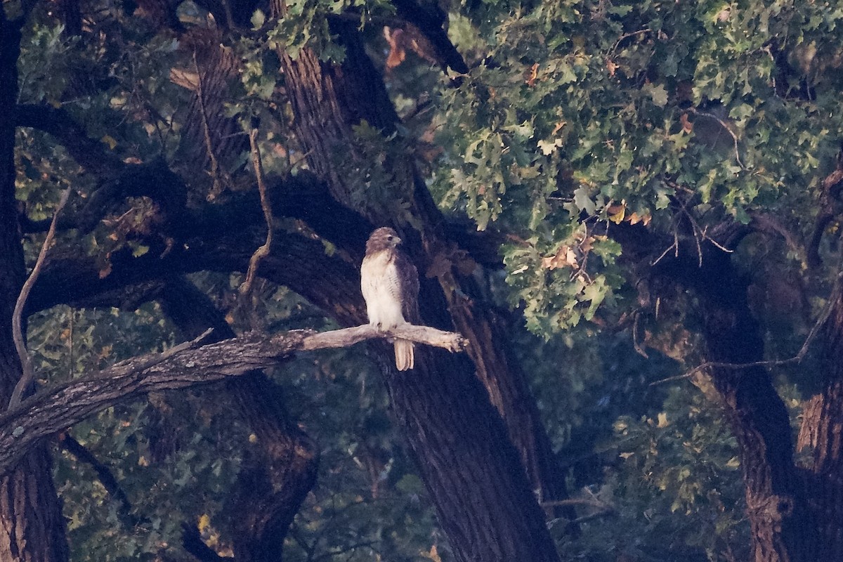 Red-tailed Hawk - ML642311566