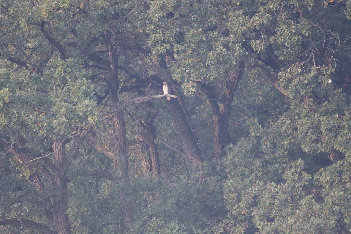 Red-tailed Hawk - ML642311567