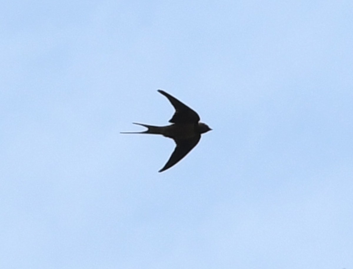 Barn Swallow - ML642311569