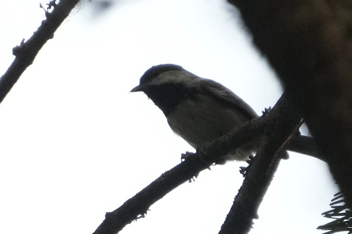 Chestnut-backed Chickadee - ML642311574