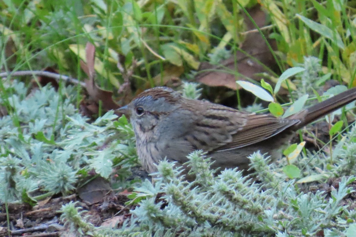 Lincoln's Sparrow - ML642311576