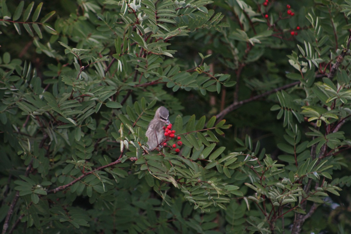Cedar Waxwing - ML642311577