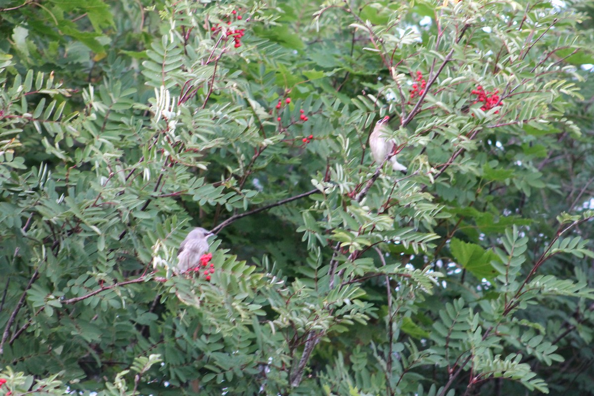 Cedar Waxwing - ML642311578