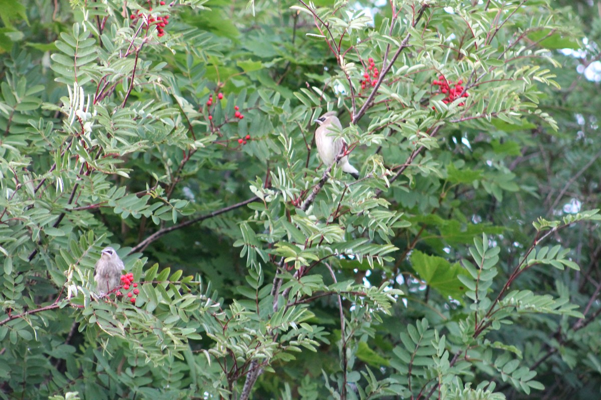Cedar Waxwing - ML642311579