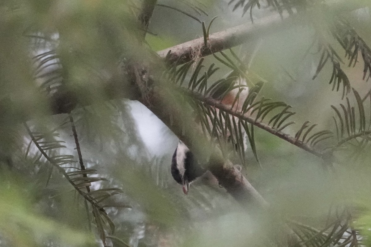Chestnut-backed Chickadee - ML642311583