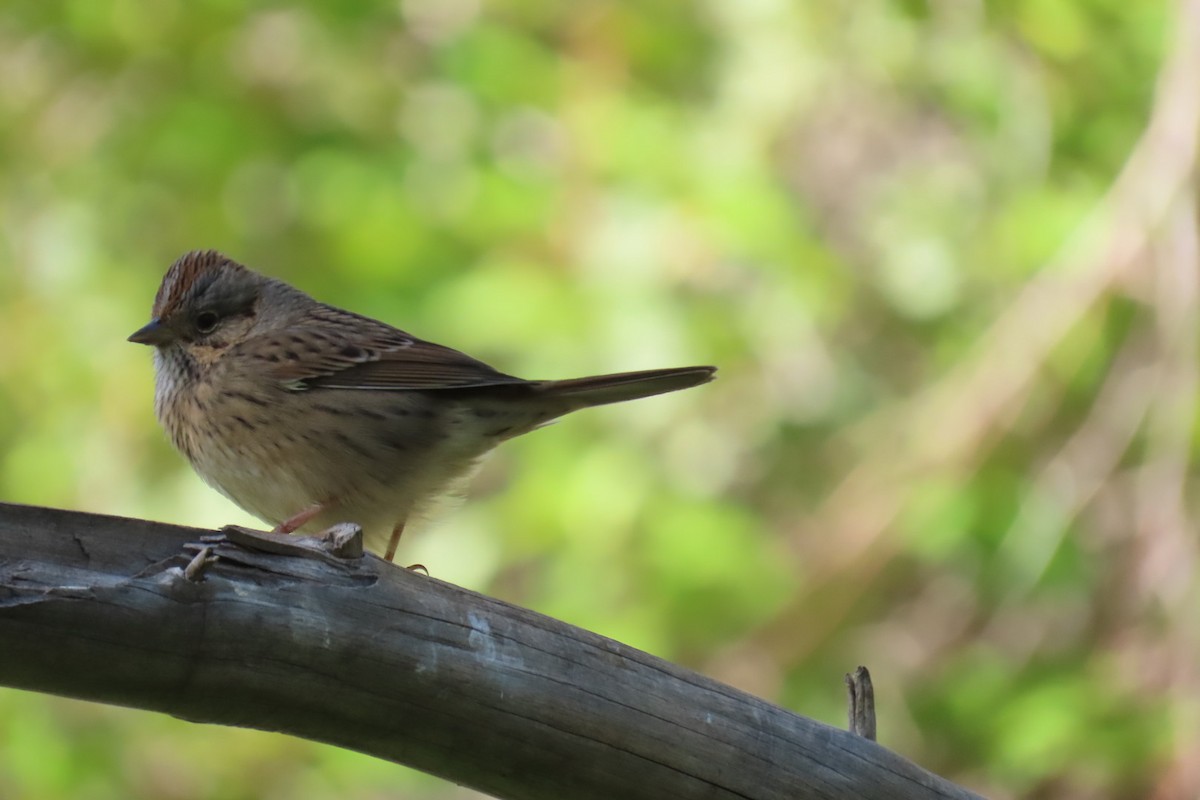 Lincoln's Sparrow - ML642311586