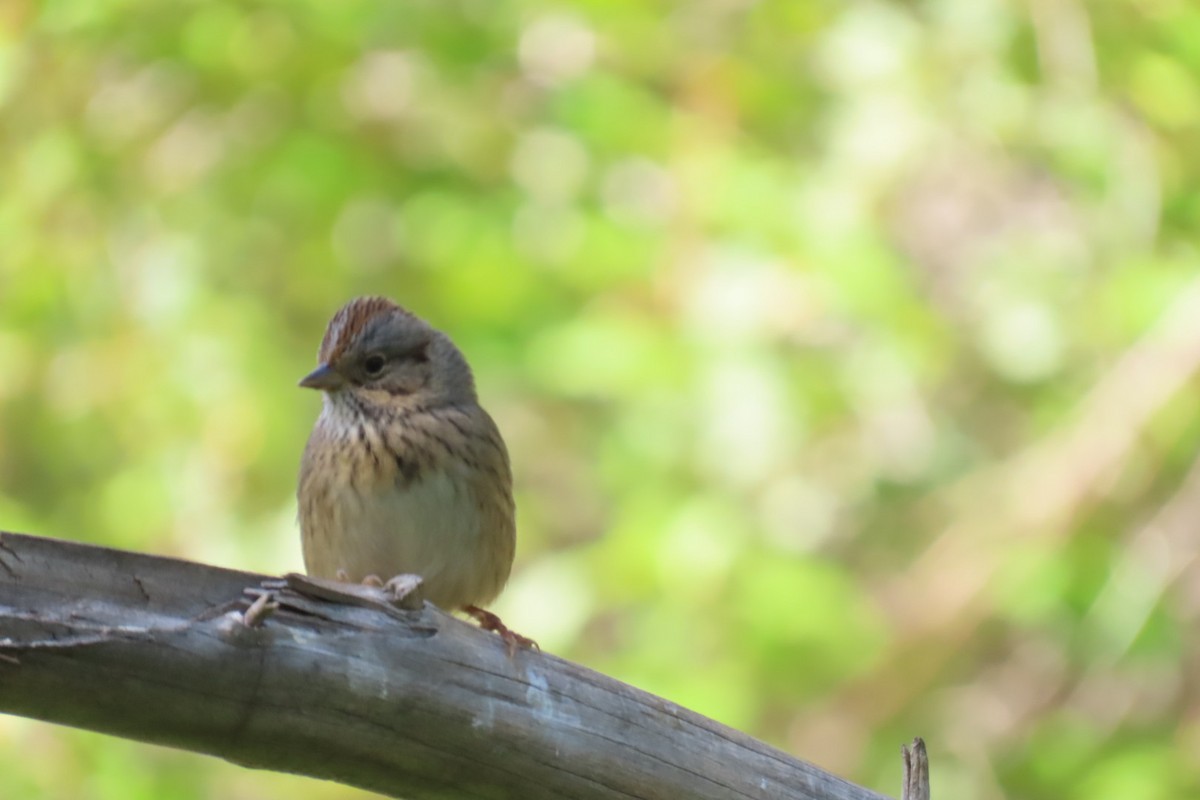 Lincoln's Sparrow - ML642311587