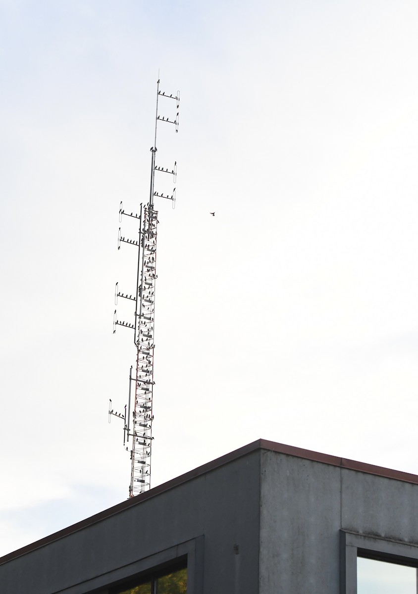 European Starling - ML642311588