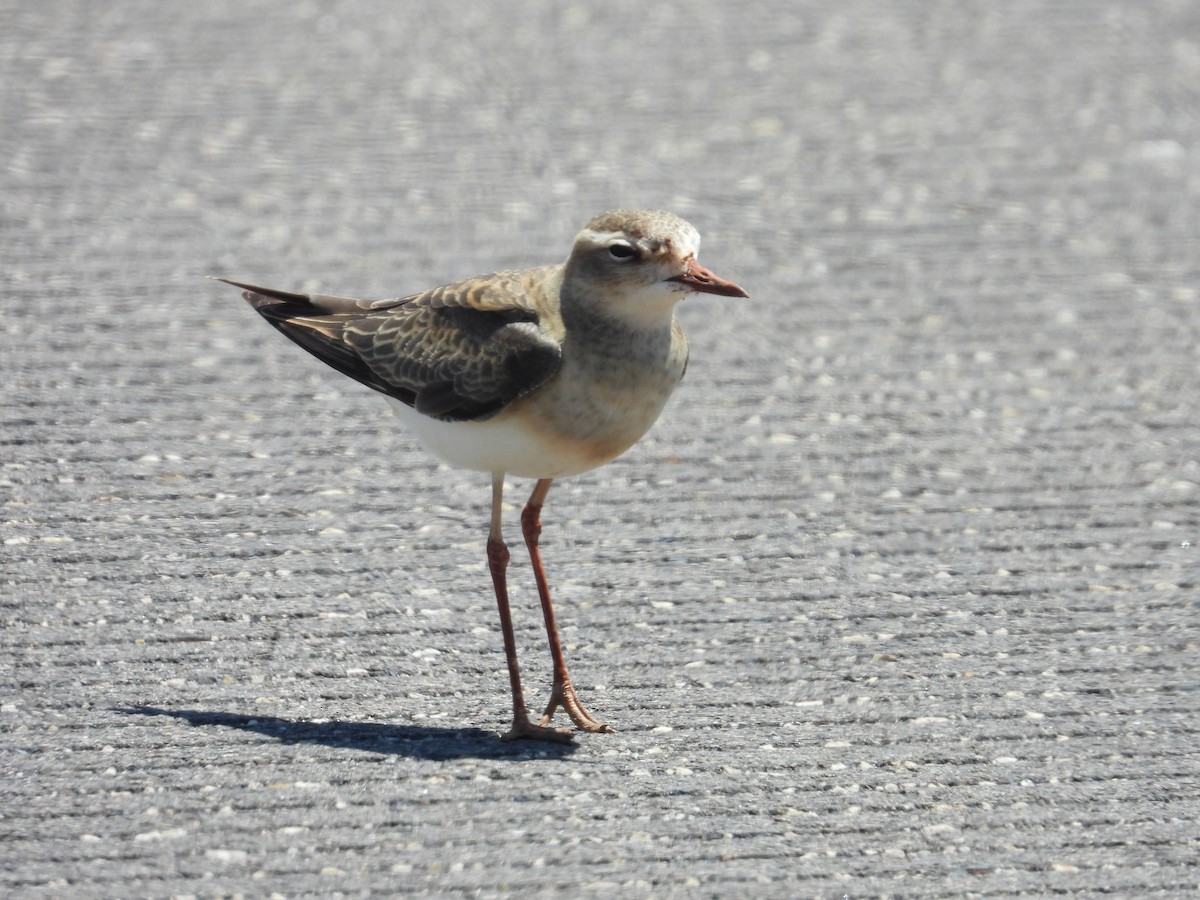 Oriental Plover - ML642311589
