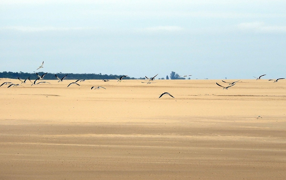 zoboun americký - ML642311608