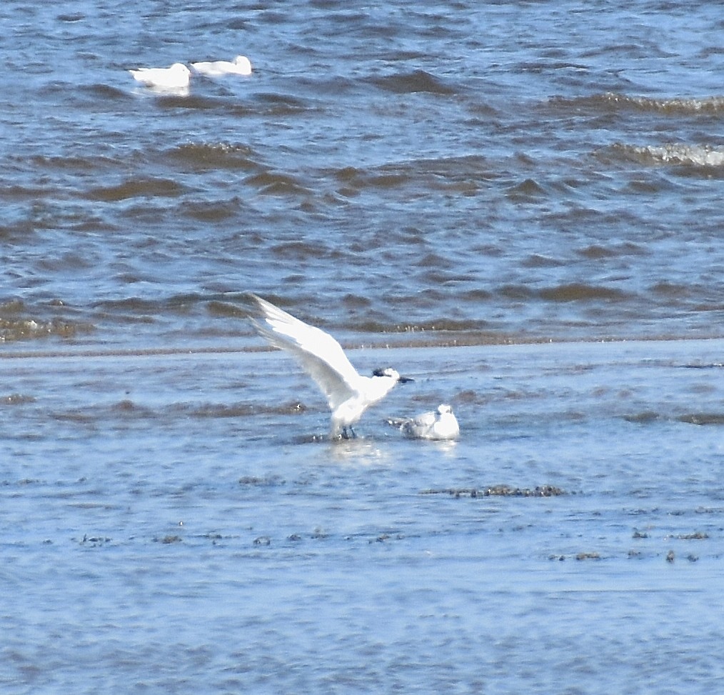 Sandwich Tern - ML642311626