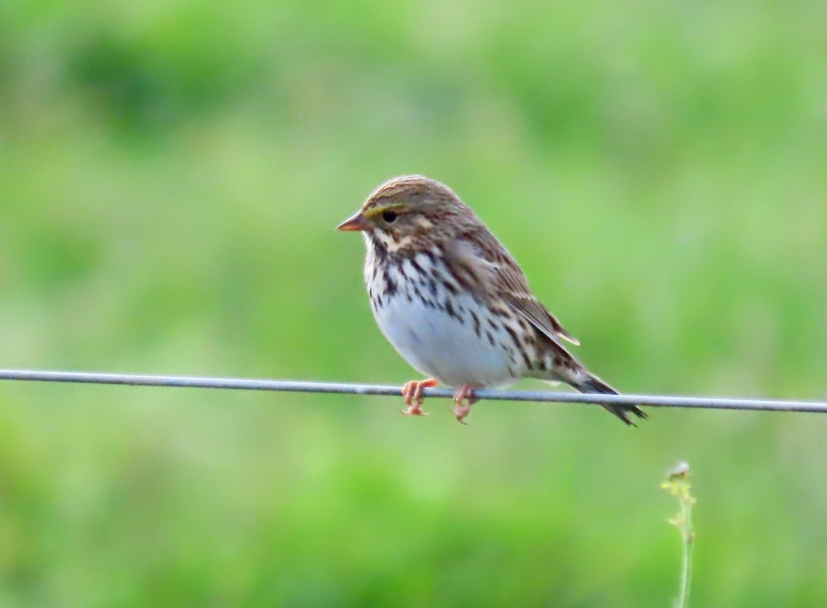 Savannah Sparrow - ML642311629