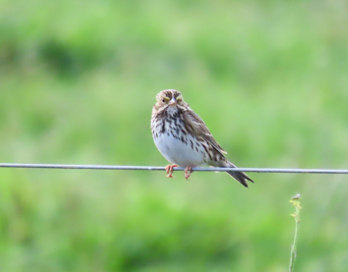 Savannah Sparrow - ML642311630