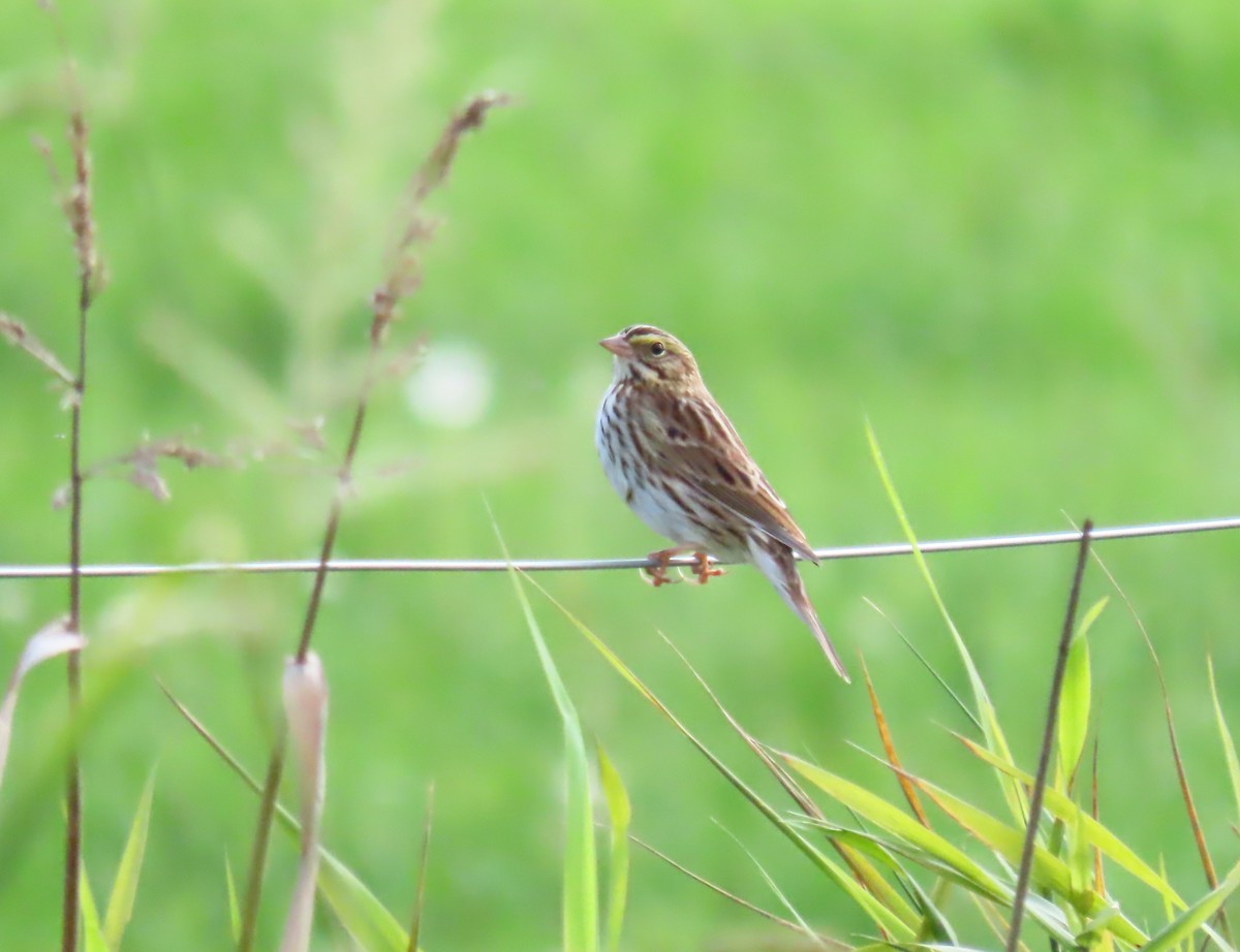 Savannah Sparrow - ML642311631