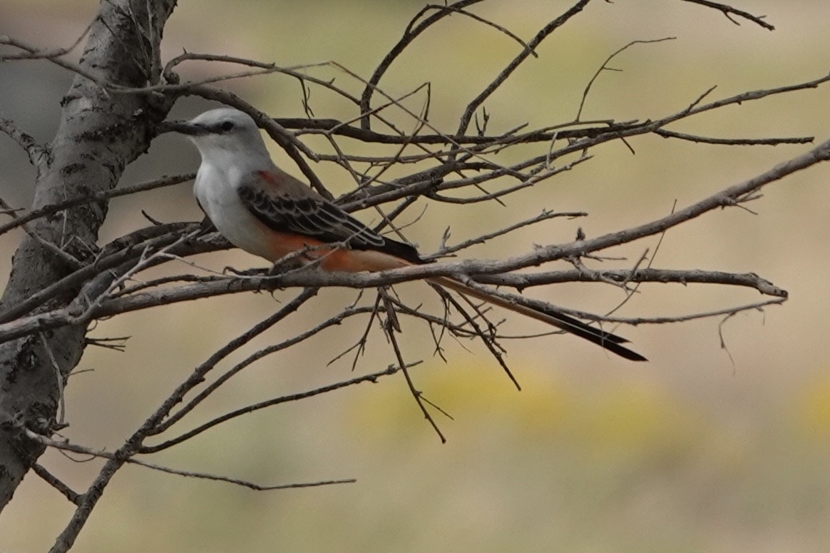 Scissor-tailed Flycatcher - ML642311632