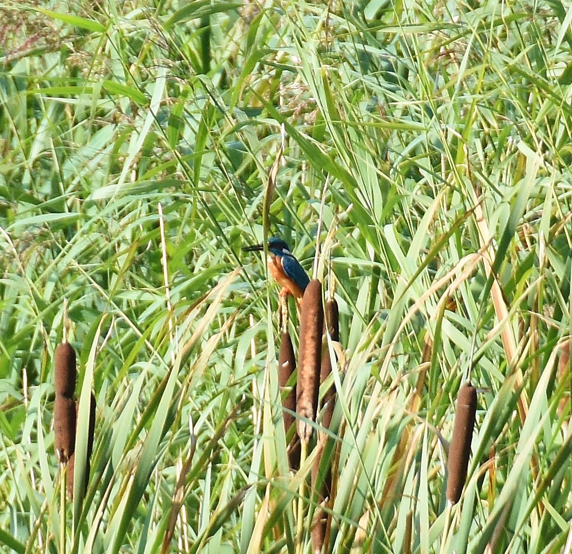 Common Kingfisher - ML642311638