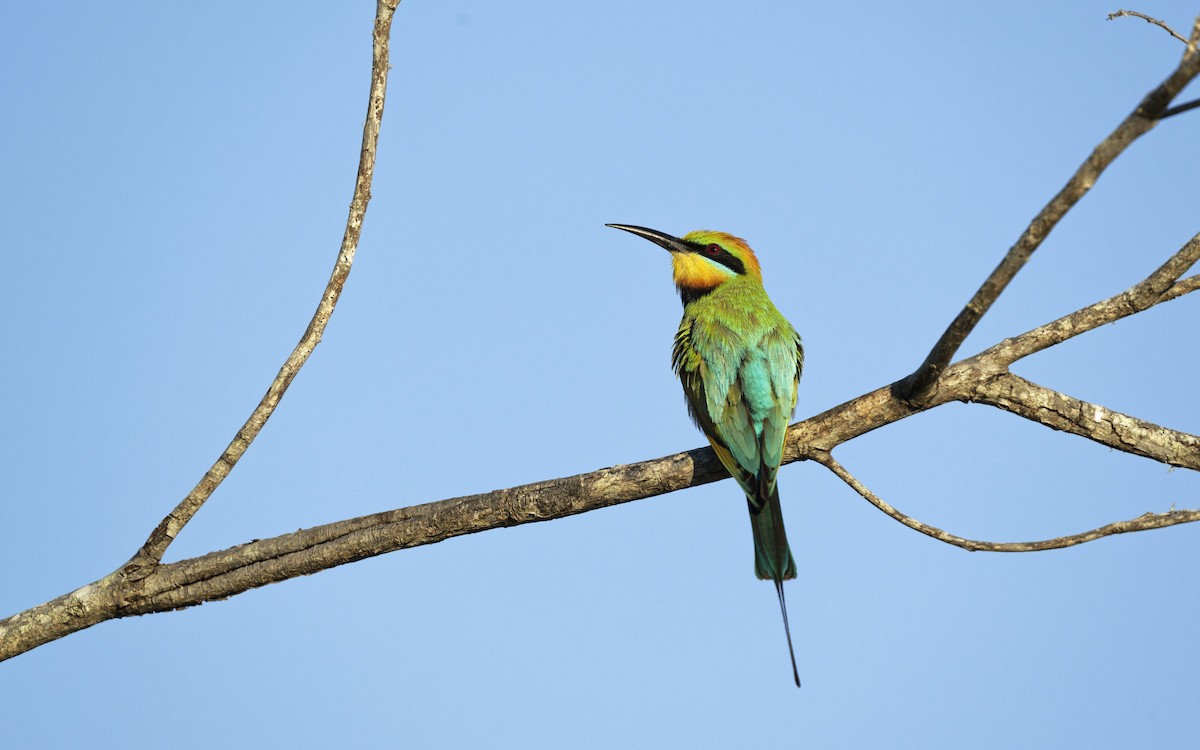 Rainbow Bee-eater - ML642311639