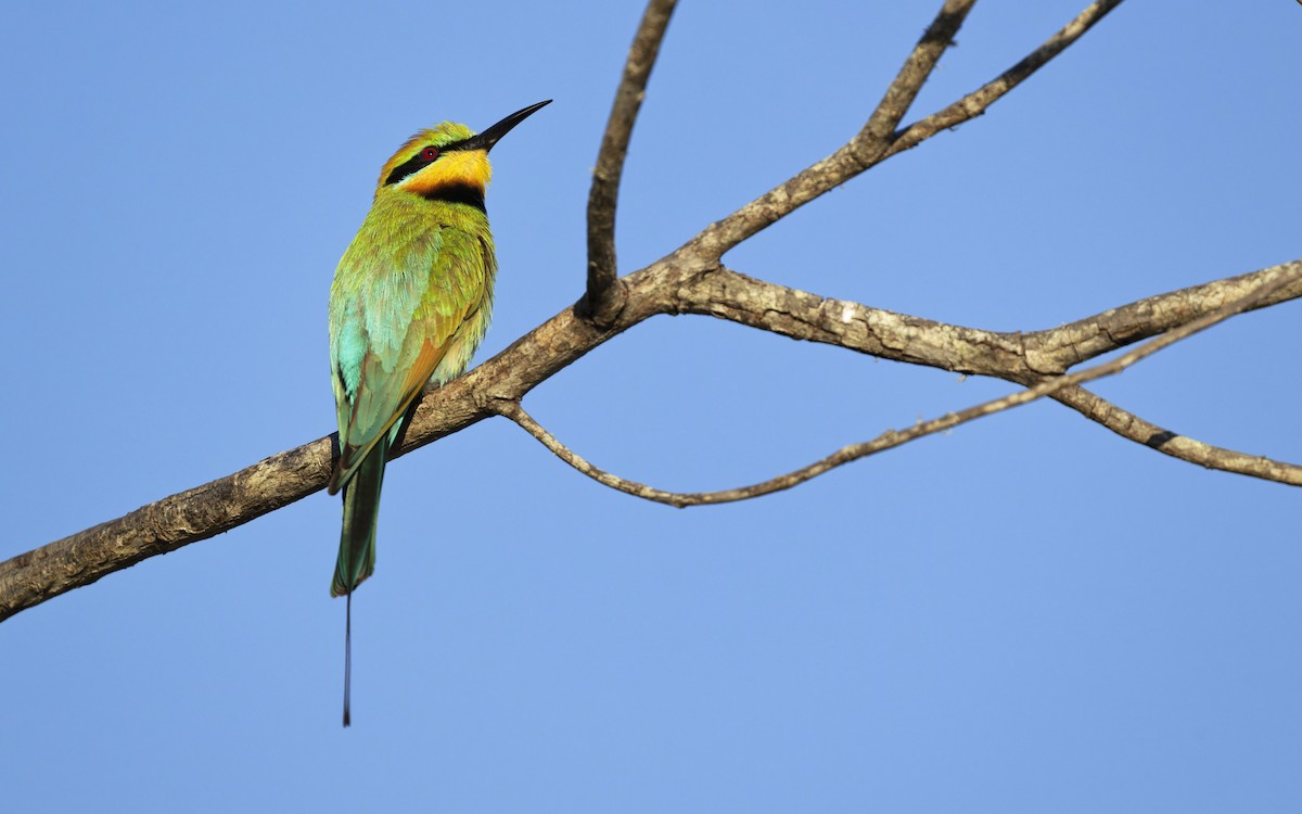 Rainbow Bee-eater - ML642311640