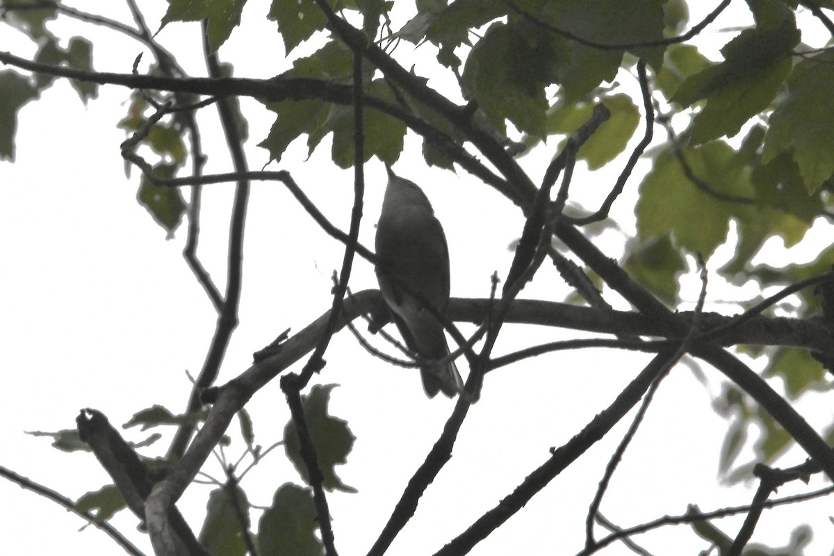 Tennessee Warbler - ML642311641