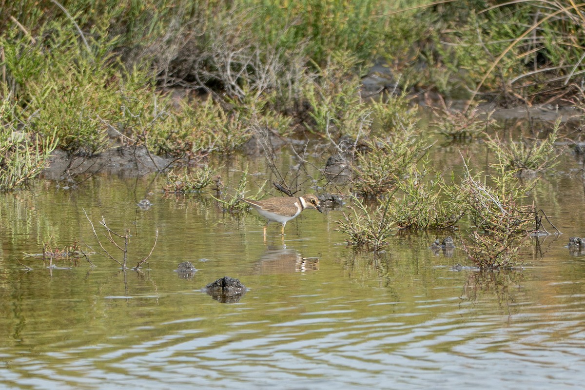 Little Ringed Plover - ML642311646