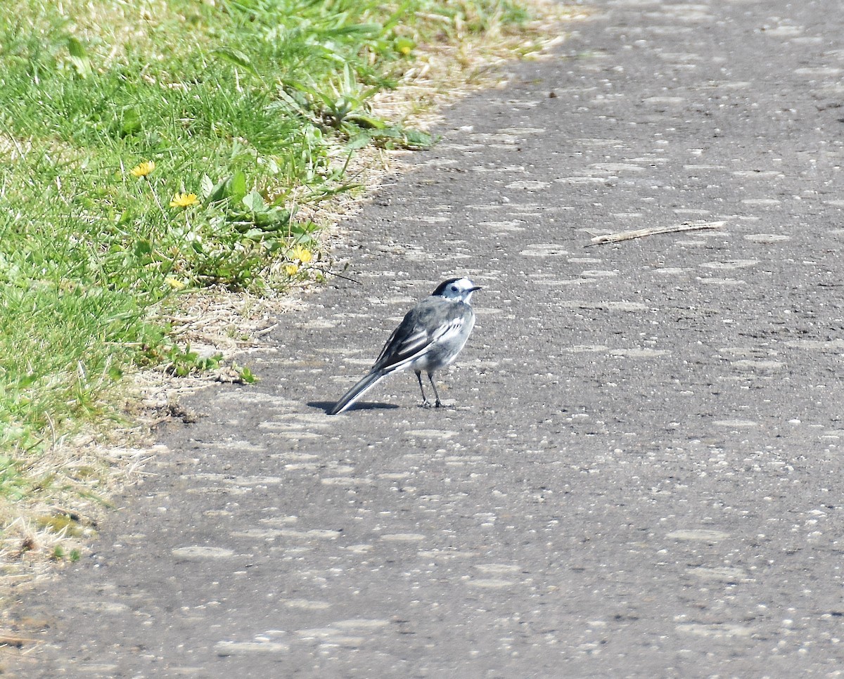 White Wagtail - ML642311647