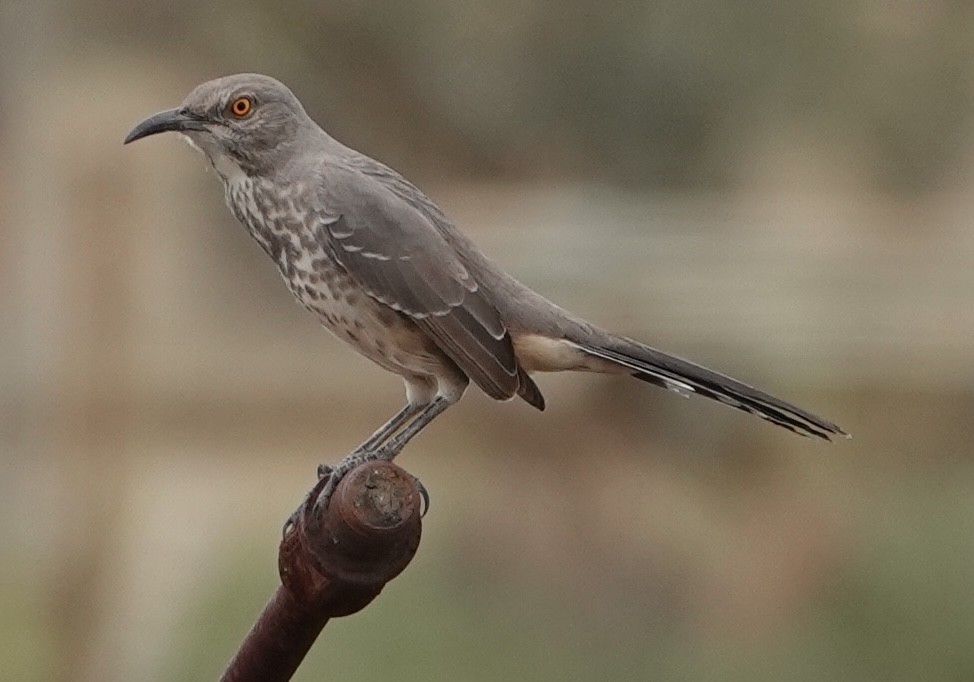 Curve-billed Thrasher - ML642311648