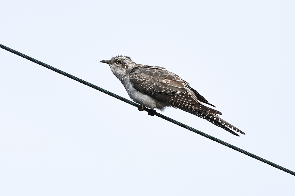 Pallid Cuckoo - ML642311650
